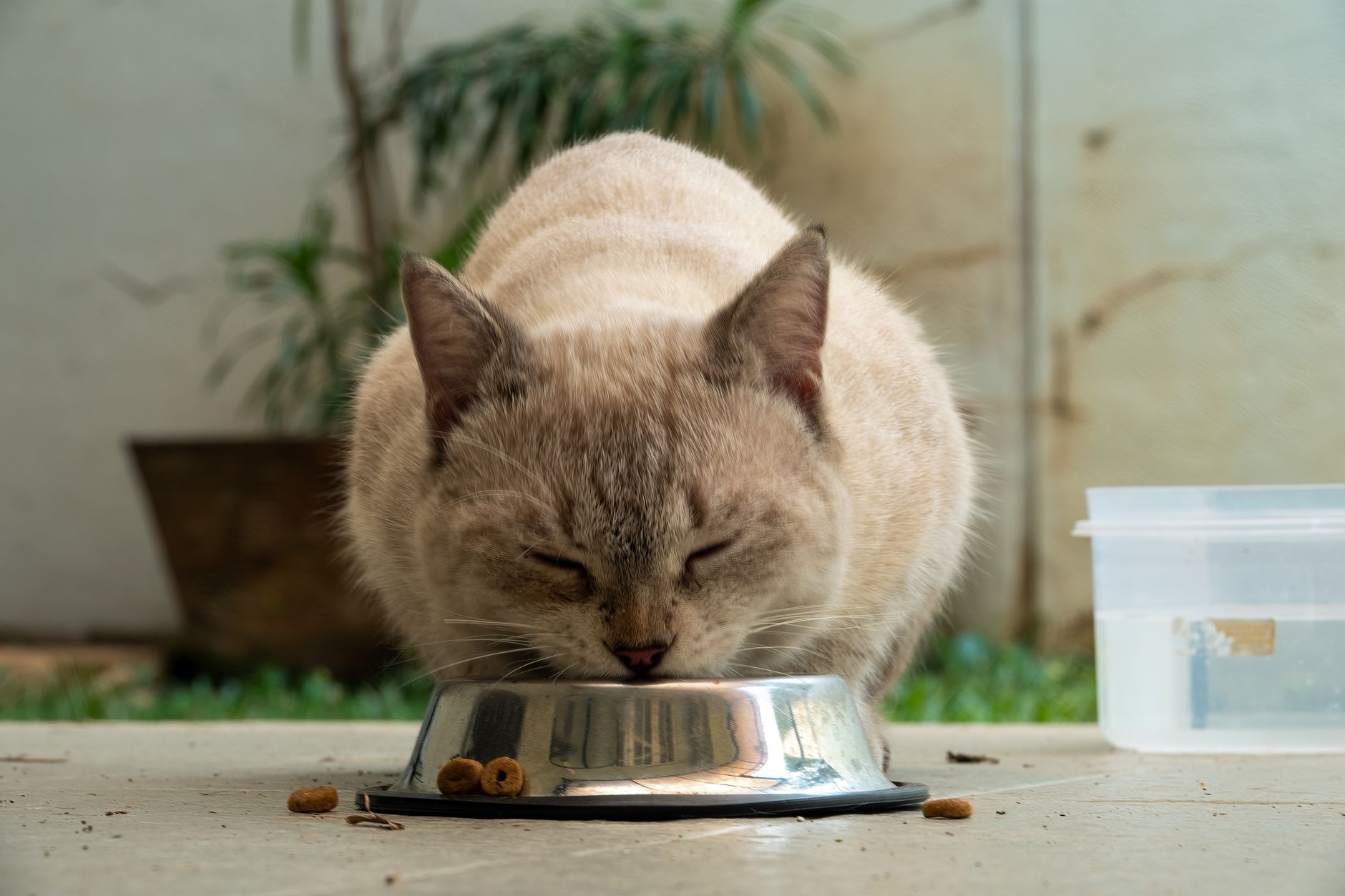 Accessori per animali domestici