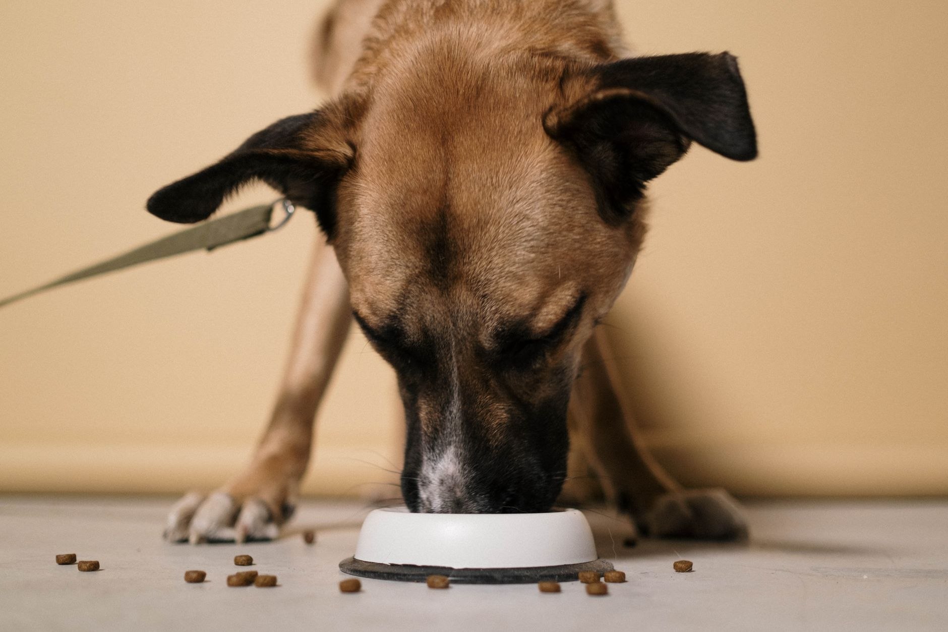 Cibo premium per animali